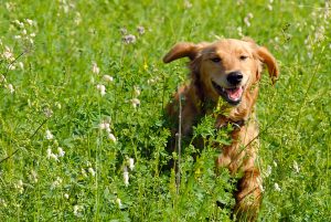 golden retriever young dog in green grass outdoor